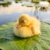 Fluffy yellow duckling peacefully sleeping on a large green lily pad