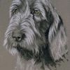 Spinone Italiano 