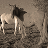 Icelandic Ponies-7523