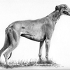 Greyhound
