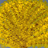 Forsythia