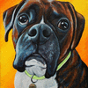 Boxer Dogs Rule