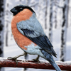 Bullfinch