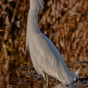 Egret at the Shoreline Trail Pond - January 13 2025 1