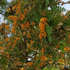 A tree with flowers 