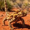 Thorny devil lizard walks cautiously across the red Australian desert