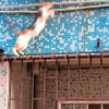 cat escaping photographer