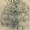 Old Oak-tree at Kandava. Latvia. 1978