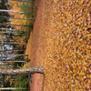 Fall leaf...ing