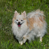Deer Lodge Medical Center, Theraphy Pet (BB)