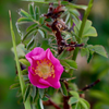 wild rose 