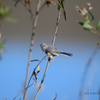 Blue Grey Gnatcatcher 