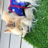 B.B. napping on the front porch :) 
