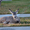 Anaconda, Montana: more deer than humans  :) 