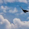 Golden Eagle