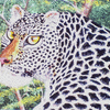 A Leopard