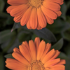 Flowers at James Bay Inn - June 7 13 2025