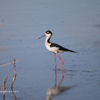 Black necked Stilt 