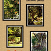 Autumn Scenes Collage