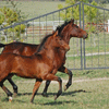 Andalusian Mom and Baby