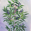 Blueberries