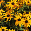 Pretty Flowers