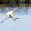 Egret in flight, Hamilton Beach, old HB, 05-28-2025