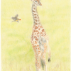 Young giraffe