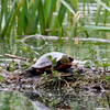 a large turtle for Montana