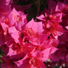 blooming summer
