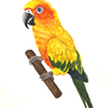 Sun Conure watercolor