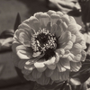 Franflowerbw0005