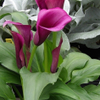 Purple Calla Lily, Russell's, Wayland, MA 05-09-2025