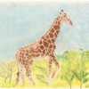Majestic giraffe