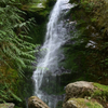 Quinault Rain Forest,  Washington 