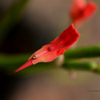 Succulent flower
