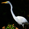 Great Egret 