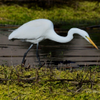 Great Egret