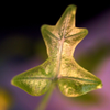 Pentacle