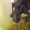The Face Of Weevil