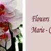 Flowers For Marie-Claire