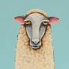 Baby Sheep