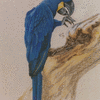 Hyacinth Macaw 