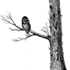 Great Barred Owl