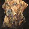 Fox Red Labrador Retriever Sue