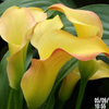 Yellow Calla Lily, Russell's, Wayland, MA 05-09-2025