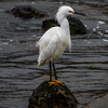 Egret at the Strait - December 10 2025 1