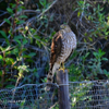 Coopers Hawk 