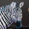 Zebra at Night