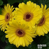 Yellow Gerbera, Russell's, Wayland, MA 05-09-2025